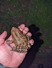 Rana draytonii