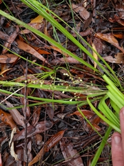 Lomandra laxa