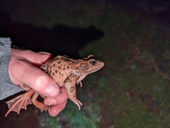 Rana draytonii