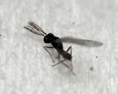 Eulophidae