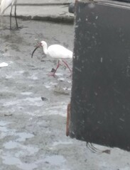 Eudocimus albus