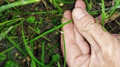 Arthropodium candidum