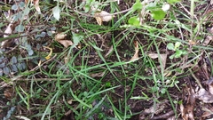 Arthropodium candidum
