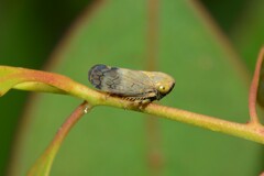 Neotartessus flavipes
