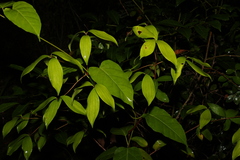 Leichhardtia rostrata