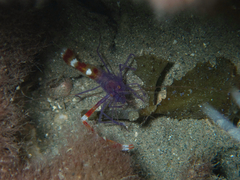 Stenopus tenuirostris