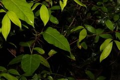 Leichhardtia rostrata