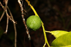 Citrus × taitensis