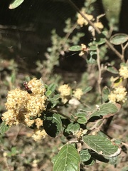 Pomaderris subcapitata