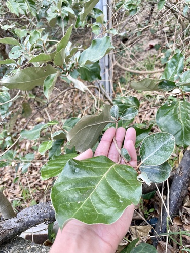 Elaeagnus macrophylla, photograph 6