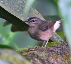 Myiothlypis fulvicauda