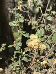 Pomaderris subcapitata