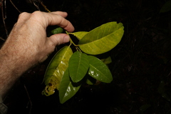 Citrus × taitensis