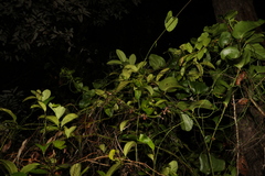 Citrus × taitensis
