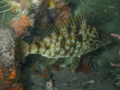 Lethrinus microdon
