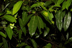Cryptocarya microneura