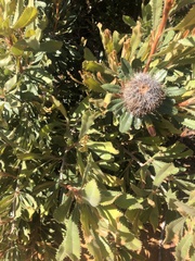Banksia ornata