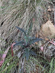 Arrhenechthites mixtus