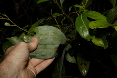 Cryptocarya microneura