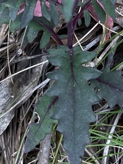 Arrhenechthites mixtus