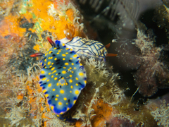 Hypselodoris