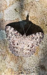 Hamadryas feronia farinulenta