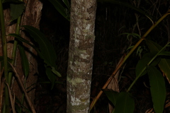 Cryptocarya microneura