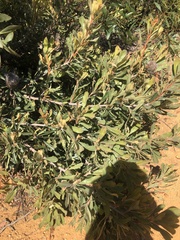 Banksia ornata