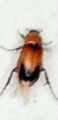 Phyllotocus macleayi
