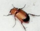 Phyllotocus macleayi
