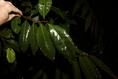 Cryptocarya glaucescens