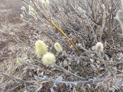 Salix alaxensis
