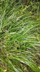 Carex geminata