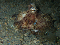 Amphioctopus marginatus