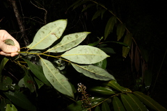 Cryptocarya glaucescens
