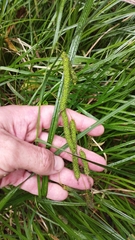 Carex geminata