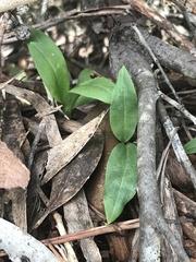 Chiloglottis valida