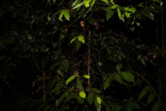 Cryptocarya glaucescens