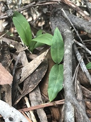 Chiloglottis valida