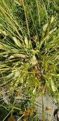 Plantago lanceolata