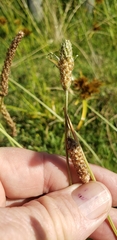 Plantago lanceolata