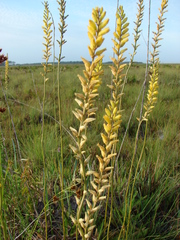 Aletris lutea image