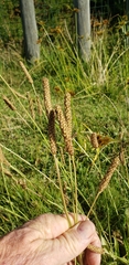 Plantago lanceolata