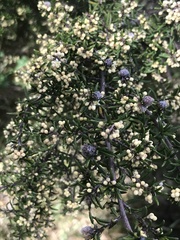 Pomaderris phylicifolia ericoides