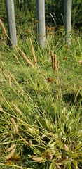 Plantago lanceolata