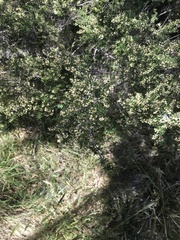 Pomaderris phylicifolia ericoides