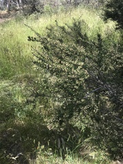 Pomaderris phylicifolia ericoides