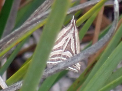 Dichromodes confluaria