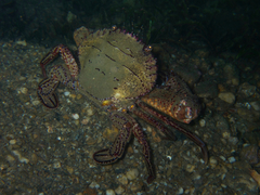 Charybdis