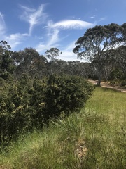 Pomaderris phylicifolia ericoides